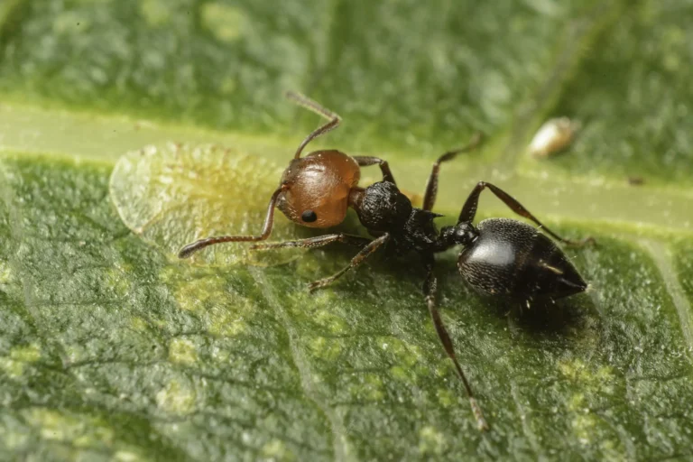 A close-up of an ant with a red head and black body walking on a green leaf, with detailed textures of the leaf and the insect clearly visible.