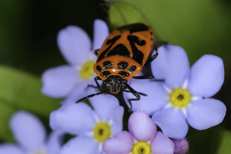 A close-up of a red and black bug on a cluster of light blue and purple flowers with yellow centers, set against a blurred green background.