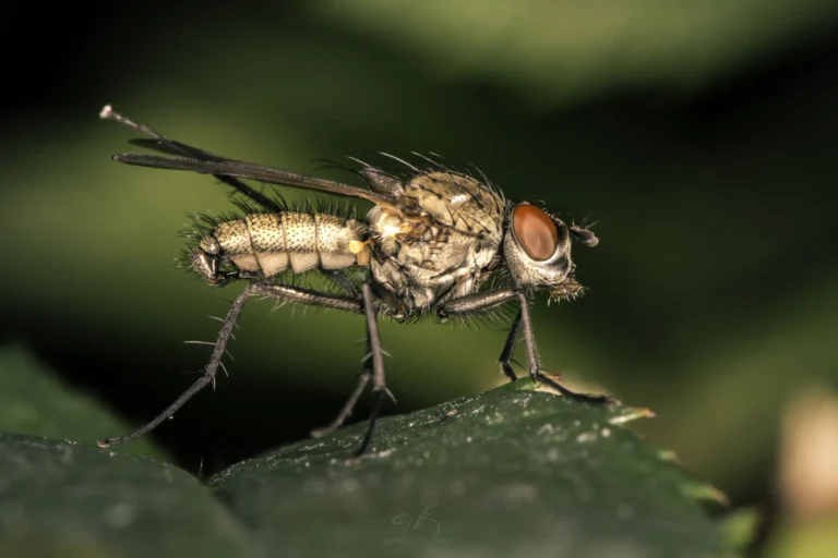 A close-up image of a housefly with red eyes and hairy body, standing on a green leaf, with a blurred green background.