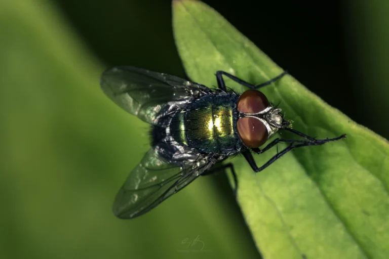 A close-up of a green bottle fly with red eyes and transparent wings resting on a vibrant green leaf, with a dark blurred background.