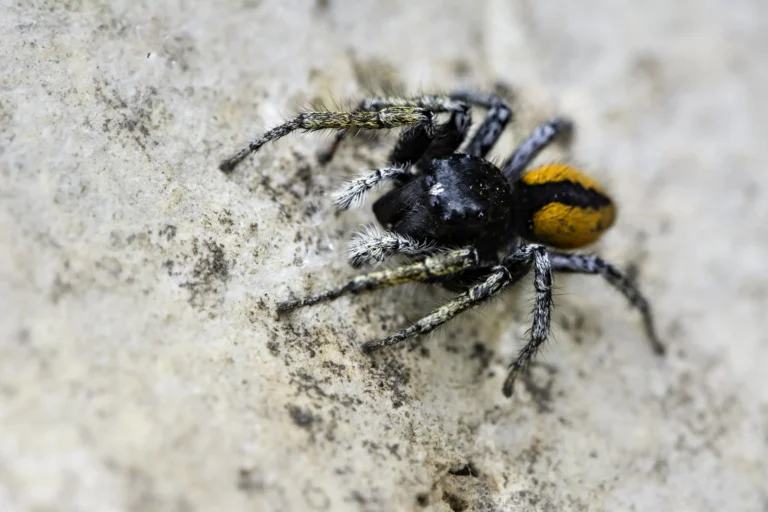 A close-up of a small black spider with orange markings on its abdomen, walking on a textured, light-colored surface.
