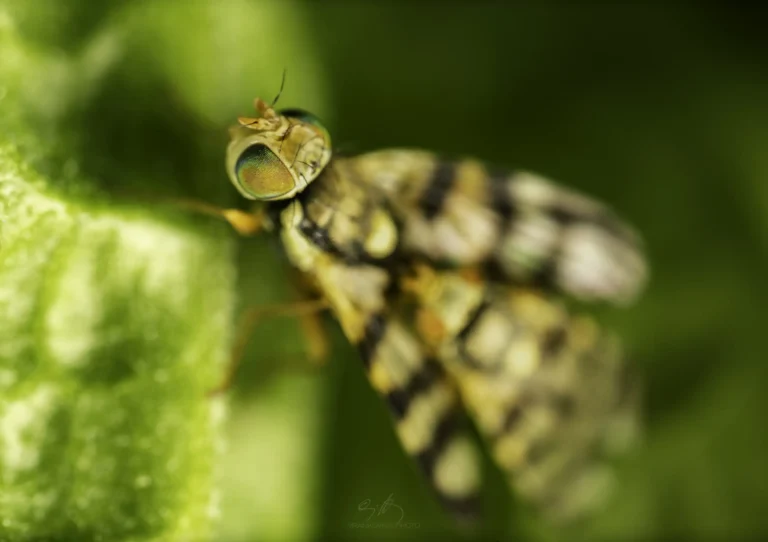 Close-up of a colorful, striped fly with green iridescent eyes perched on a green leaf, set against a blurred green background.
