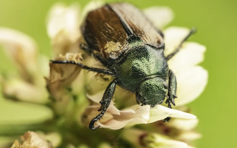 A close-up of a green and brown beetle perched on pale pink flower petals, with a blurred green background. The beetle&rsquo;s shiny, textured body and legs are clearly visible.