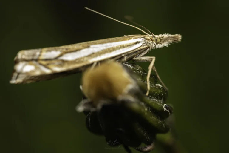 A close-up of a brown and white striped moth perched on the top of a green flower bud, with a blurred green background.
