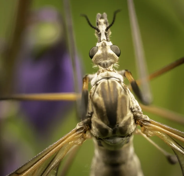 Close-up, macro photograph of a crane fly showing intricate details of its face, large compound eyes, antennae, and striped body, set against a blurred green and purple background.
