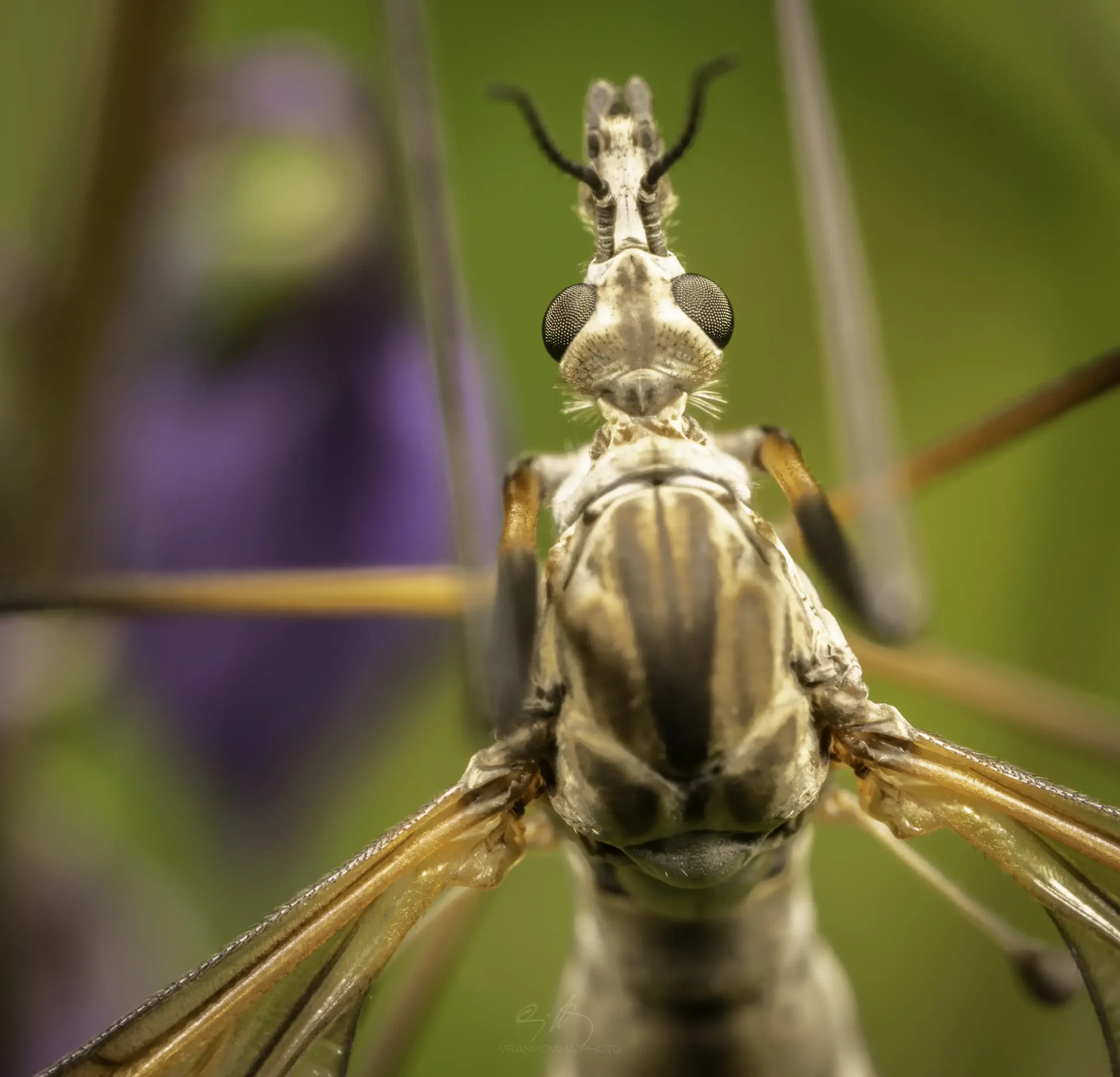 Close-up, macro photograph of a crane fly showing intricate details of its face, large compound eyes, antennae, and striped body, set against a blurred green and purple background.