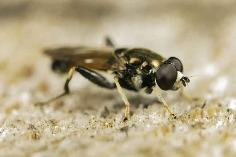 A close-up image of a small fly with large, dark eyes and translucent wings standing on a textured, light-colored surface.