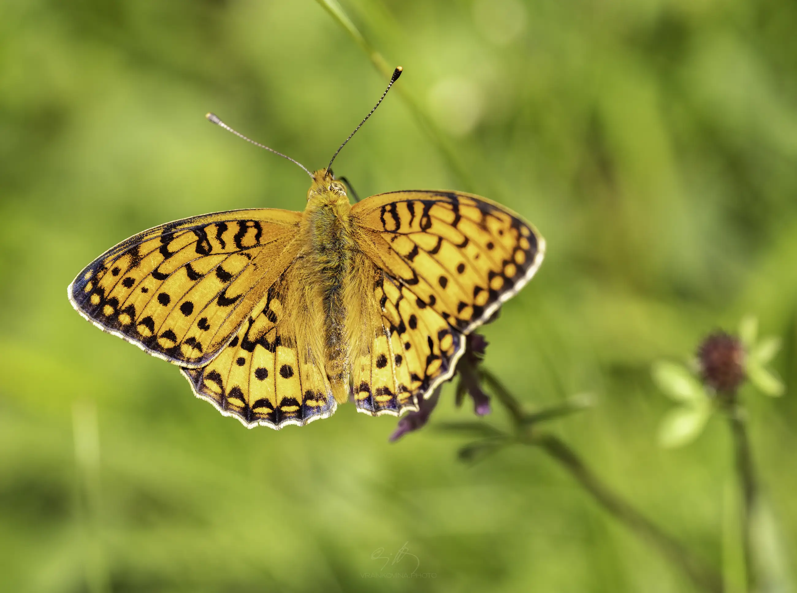 A vibrant orange and black butterfly with wings spread open, perched on a green plant stem against a blurred green background.