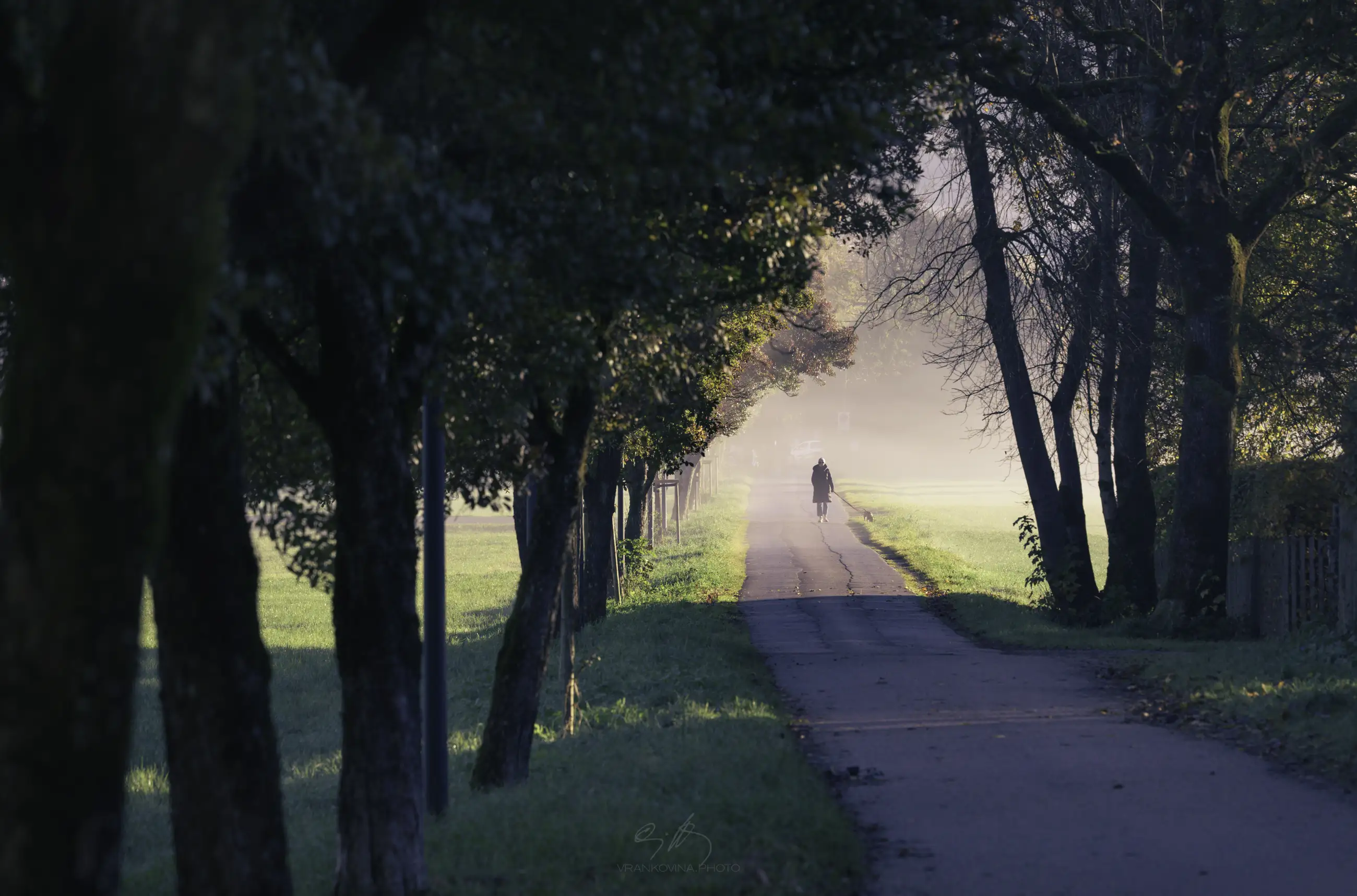 A person walks alone on a tree-lined path in the early morning, with sunlight filtering through the mist and casting long shadows on the grass and pavement.