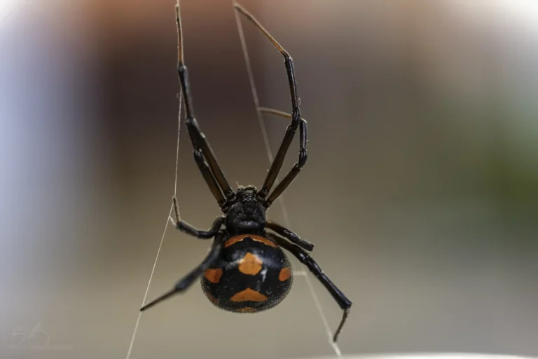 A close-up of a black spider with orange markings on its abdomen, hanging upside down from its web against a blurred background.