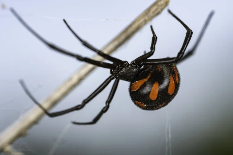 A close-up of a black spider with bright red markings on its rounded abdomen, climbing on a thin twig, set against a blurred light background.