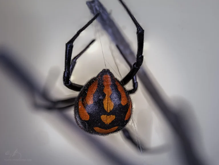 Close-up of a black spider with vibrant red and orange markings on its rounded abdomen, clinging to a thin twig against a blurred, light background.