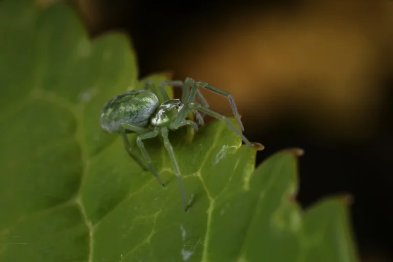 A close-up of a small green spider with translucent legs sitting on the edge of a bright green leaf, with a blurred orange and black background.