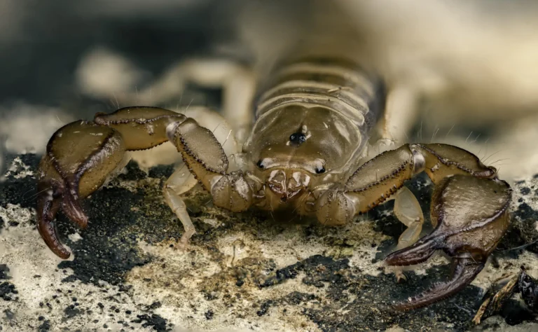 Close-up view of a scorpion on a rocky surface, showing its two large pincers, segmented body, and detailed facial features. The background is blurred, highlighting the scorpion&rsquo;s texture and color.