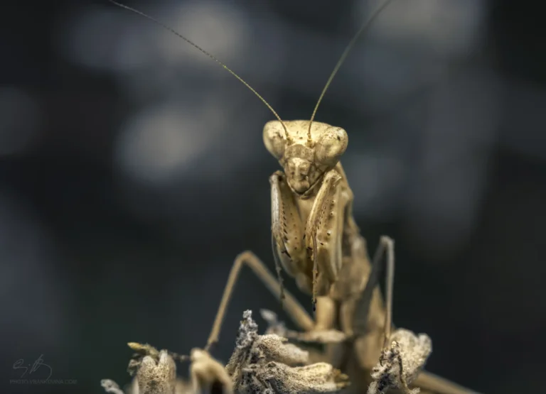 A close-up shot of a brown praying mantis perched on dried plant stems, with its front legs folded and antennae raised against a blurred dark background.