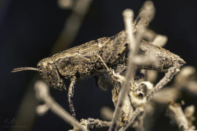 A brown grasshopper with textured, camouflaged body is perched on dry twigs against a dark, blurred background. The close-up highlights the insect&rsquo;s detailed exoskeleton and antennae.
