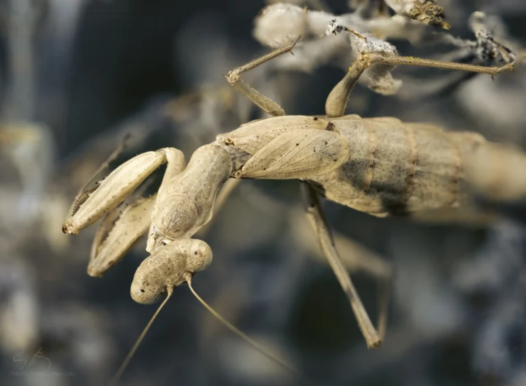 A close-up of a beige praying mantis blending into similarly colored branches, demonstrating strong camouflage against the natural background. The mantiss head, forelegs, and antennae are clearly visible.