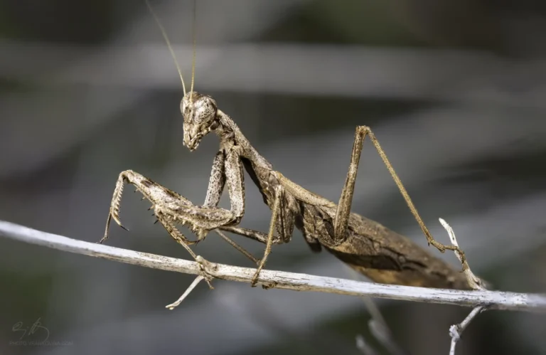 A brown praying mantis with slender legs and textured body is perched on a thin, pale branch, blending in with its surroundings. The background is blurred, highlighting the insects detail.