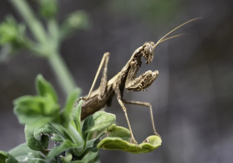 A close-up of a brown praying mantis perched on a green leafy plant, blending in with its surroundings. The background is blurred with natural green and gray tones.