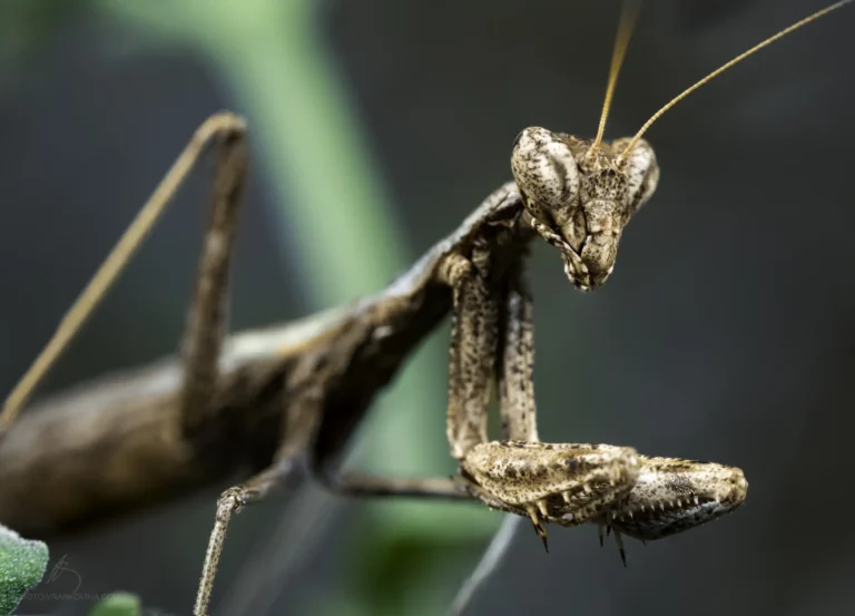 A close-up image of a brown praying mantis with textured body and forearms raised, perched on a green surface with a blurred natural background.