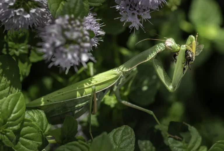 A green praying mantis perched among green leaves and purple flowers, holding and eating a captured bee in its front legs.