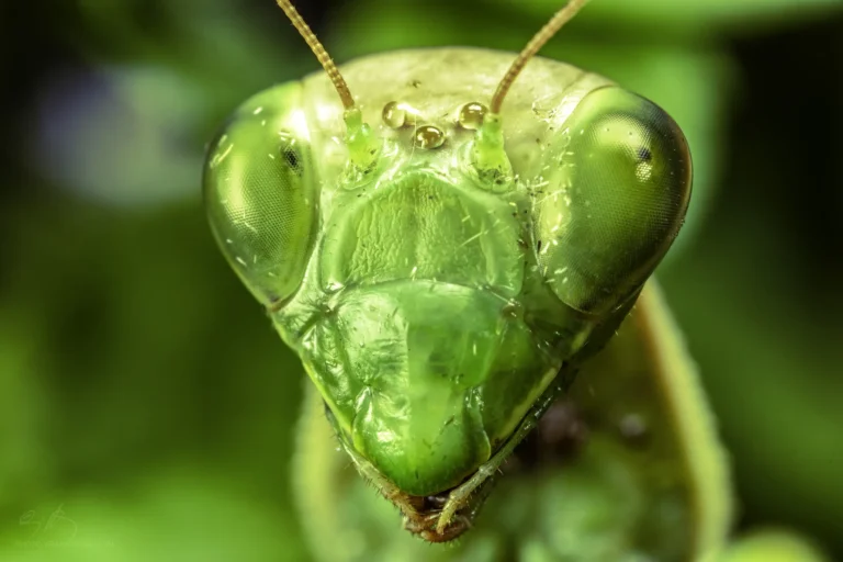 Close-up macro image of a green praying mantis&rsquo; face, showing its large, detailed compound eyes and antennae with a vivid green background.