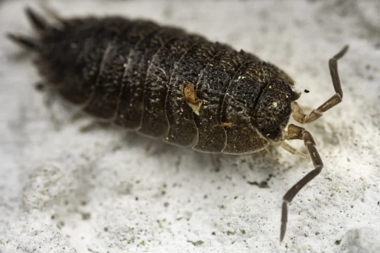 Close-up of a brown pill bug (woodlouse) with segmented, textured body and jointed legs, crawling on a light, rough surface.