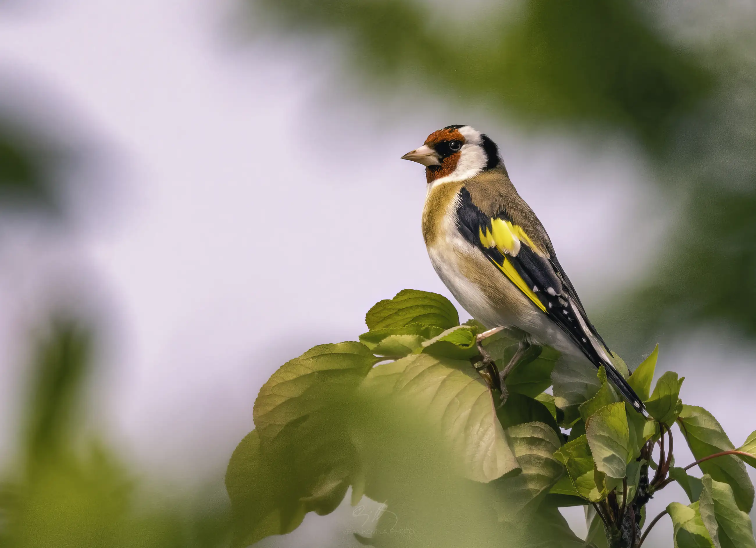 A small European goldfinch with a red face, black and white head, and yellow wing markings is perched on a leafy branch, surrounded by soft-focus green foliage.