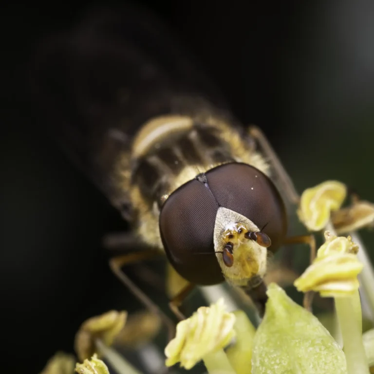 Close-up of a bee or hoverfly perched on a flower, showing its large compound eyes and fuzzy body, with yellow stamens and pollen visible around its head.