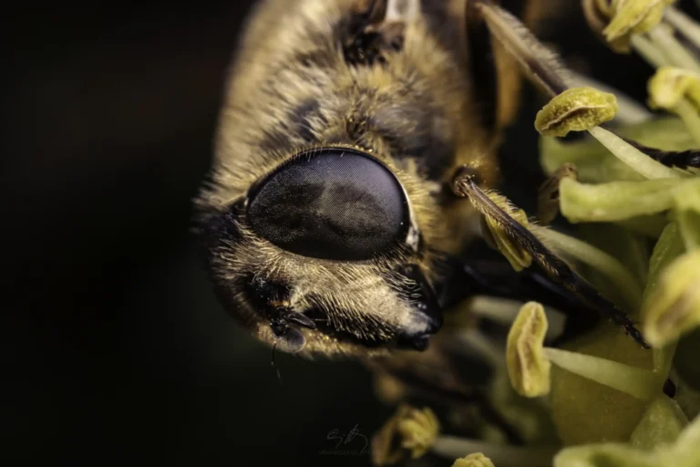 Close-up macro shot of a bee&rsquo;s head and large compound eye as it gathers nectar from yellow-green flower stamens, with fine details of its fuzzy body visible.