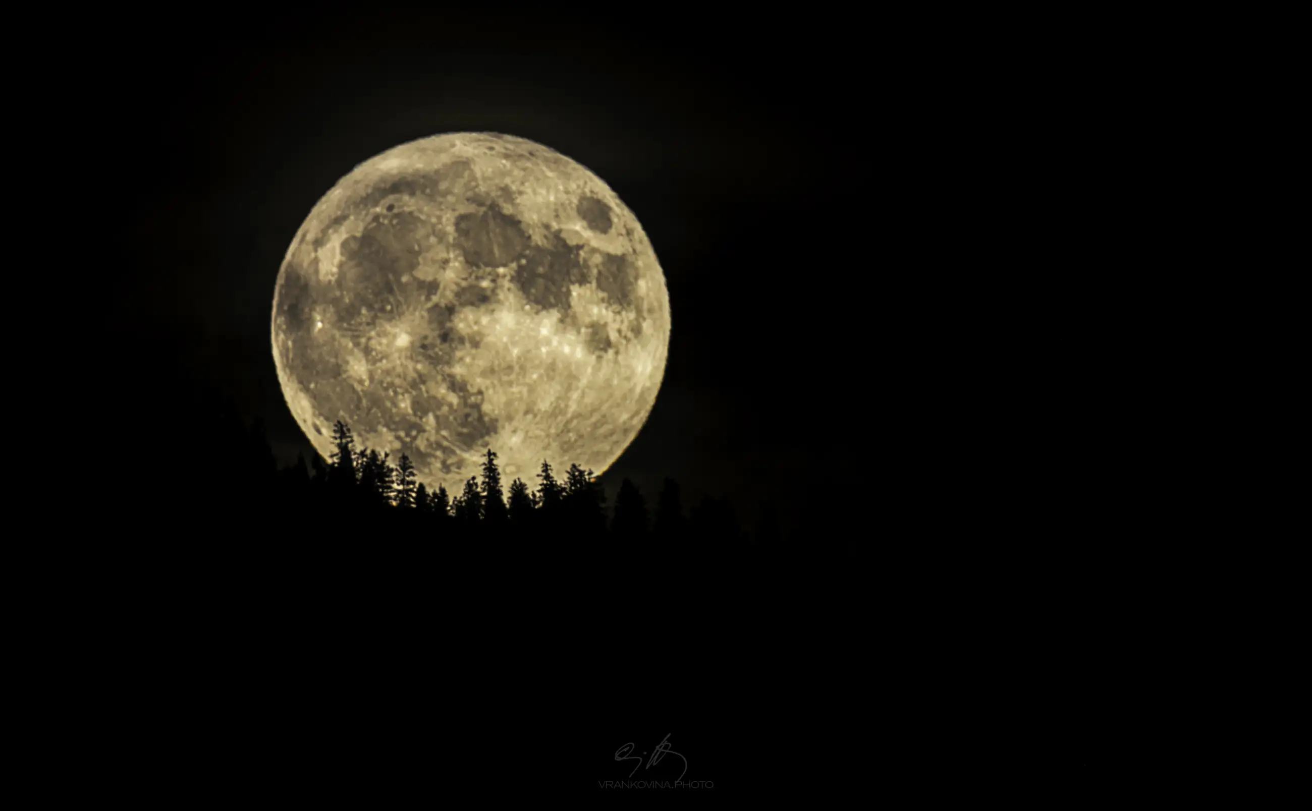A full moon glows brightly in the night sky, partially rising above a silhouette of tall, dark pine trees, set against a black background.
