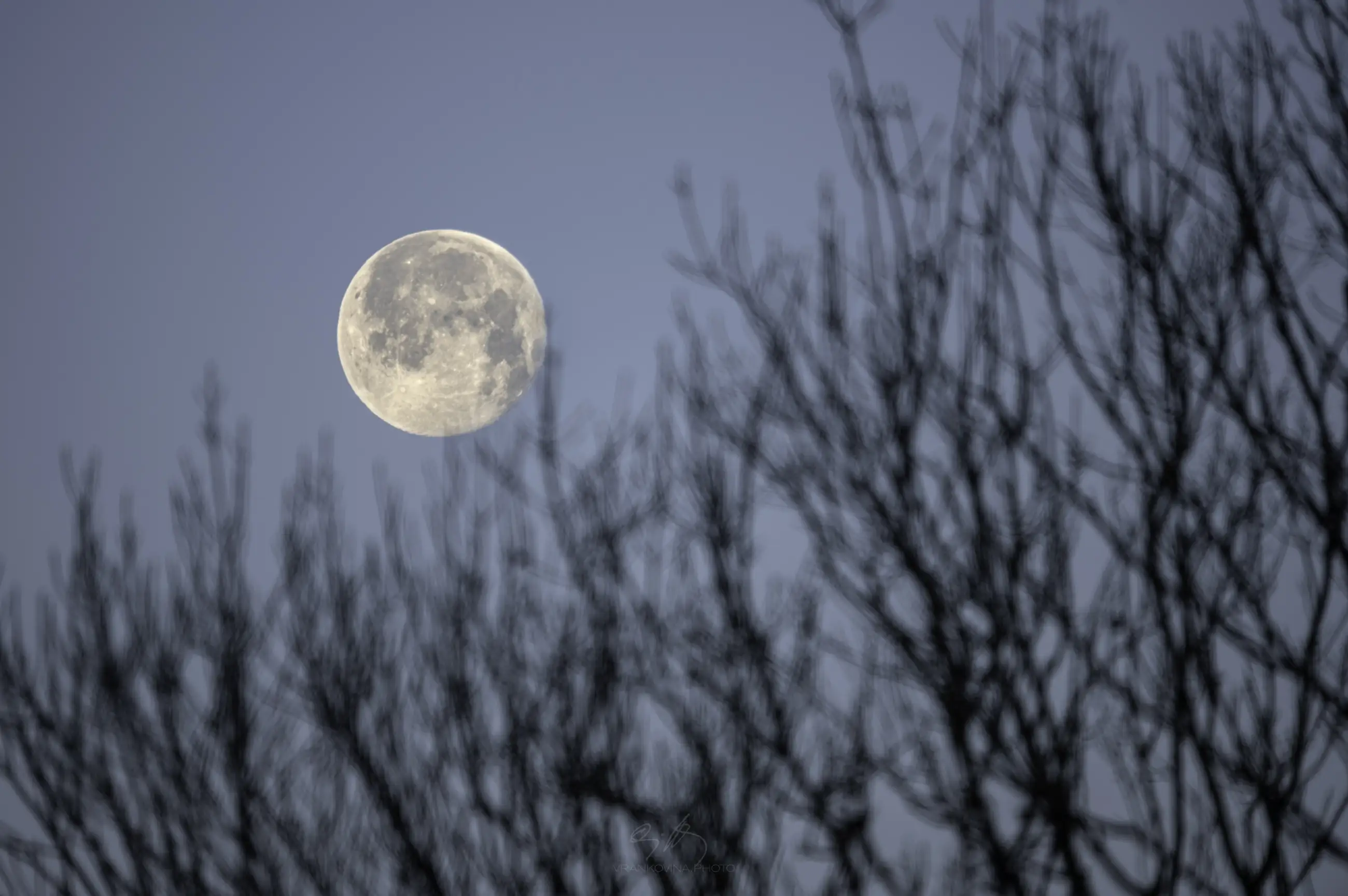 A bright full moon rises in a clear blue sky, partially obscured by the blurry silhouettes of bare tree branches in the foreground.