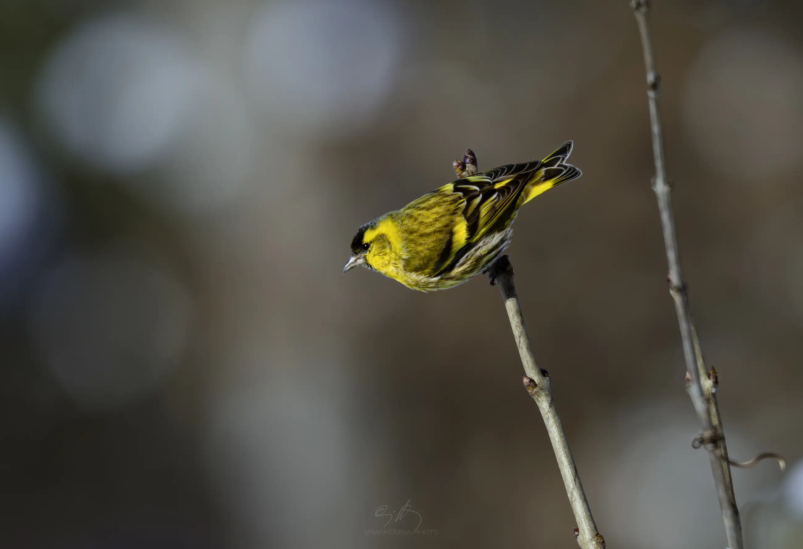 A small yellow and black bird perched on a thin bare branch with a blurred background of soft blue and brown tones.
