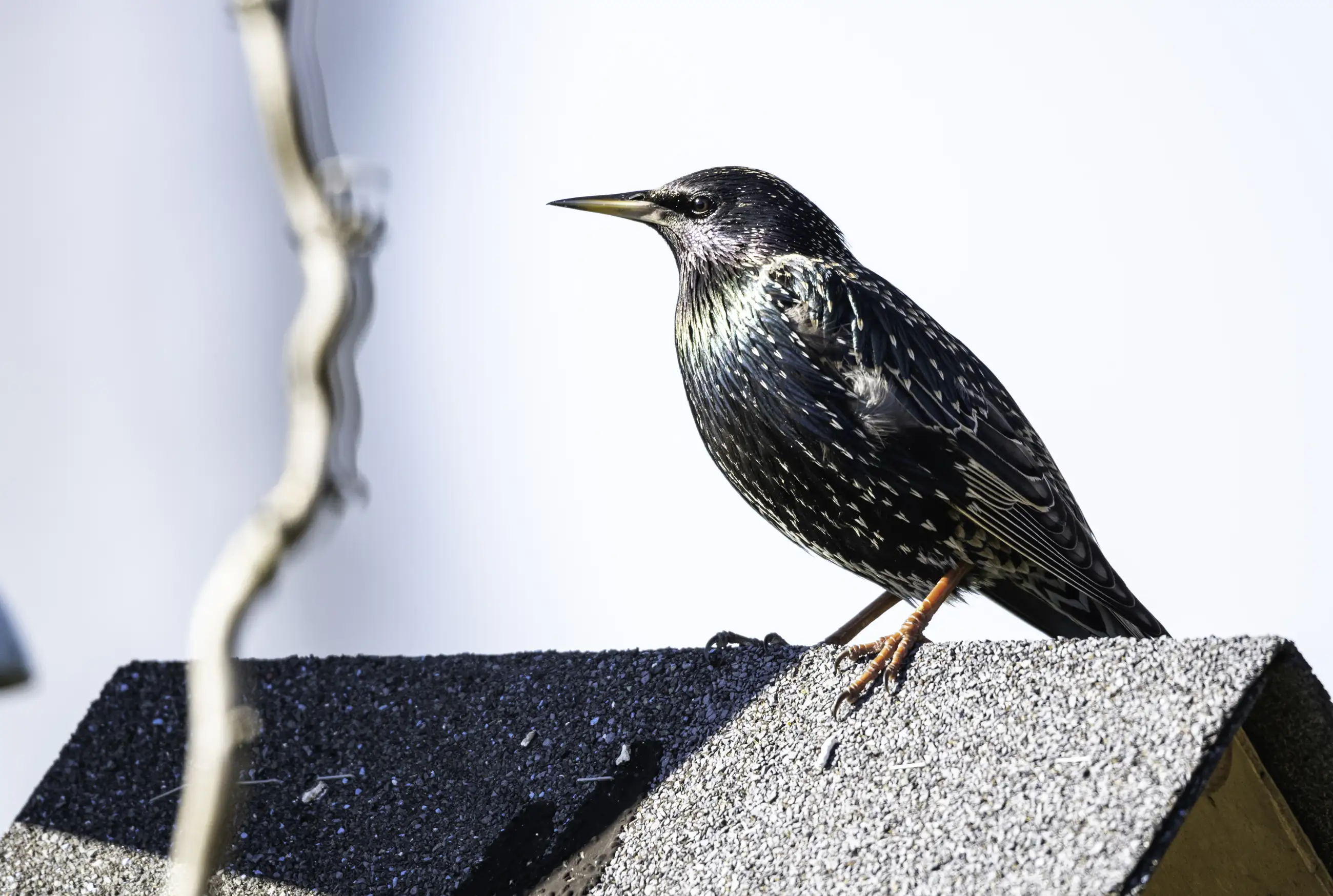 A European starling with iridescent black feathers and speckled markings stands on a rooftop, facing left, with a blurred branch in the foreground and a pale sky in the background.