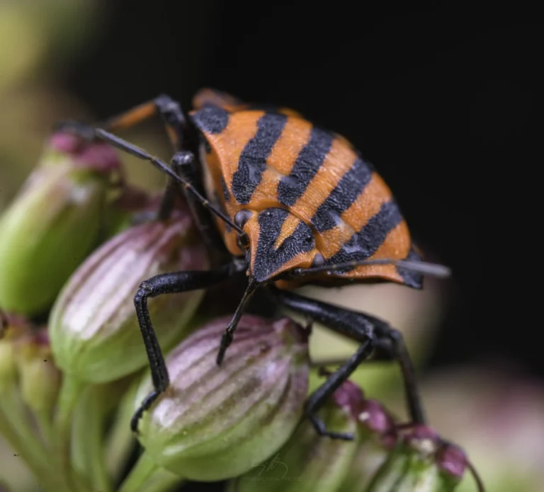 A close-up of an orange and black striped shield bug perched on a cluster of small, unopened flower buds, with a blurred dark background.