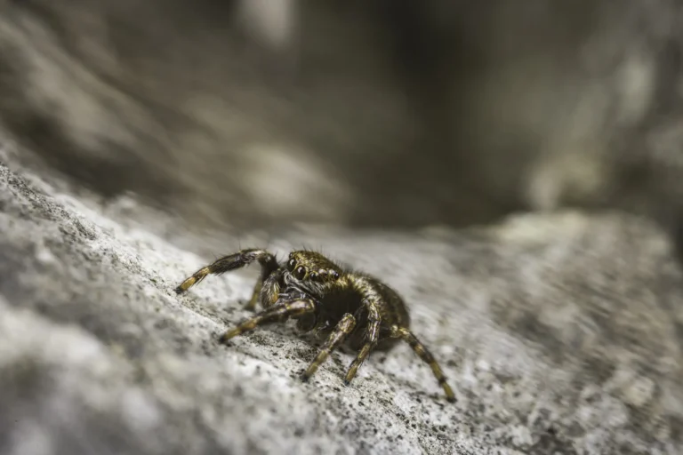 A close-up of a small brown jumping spider with striped legs, standing on a rough, light gray rock surface. The background is blurry, highlighting the spider&rsquo;s detailed features.