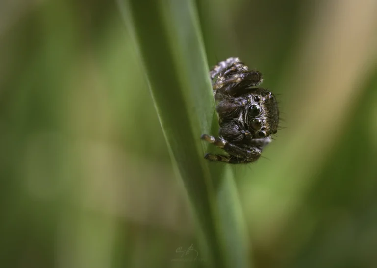 A close-up of a small, brown jumping spider clinging to a green blade of grass, with a softly blurred green and brown background.