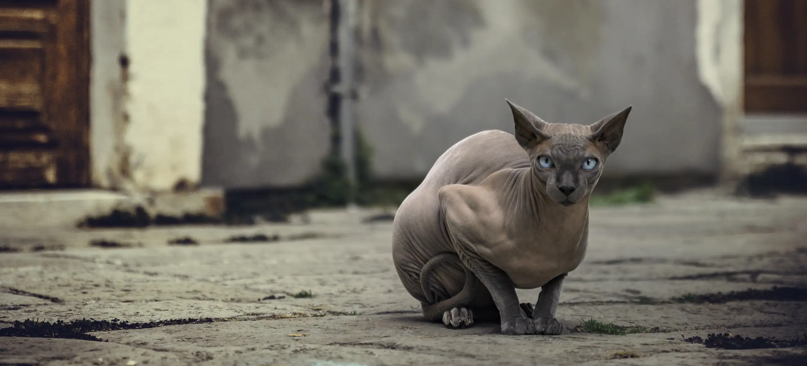 A hairless Sphynx cat with blue eyes sits on a rough, outdoor stone surface, in front of a weathered wall. The cat has wrinkled skin and large ears, and is looking directly at the camera.