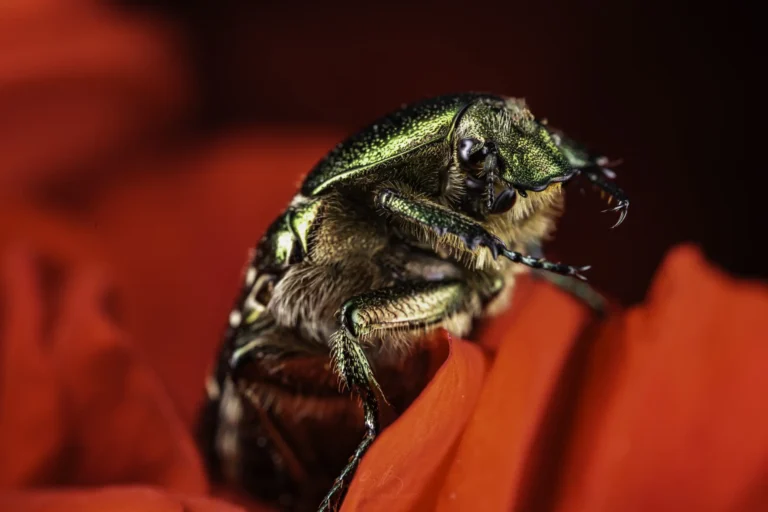 A close-up of a metallic green beetle perched on vibrant red flower petals, with fine details of the beetle&rsquo;s body and textures of the petals in sharp focus against a dark background.
