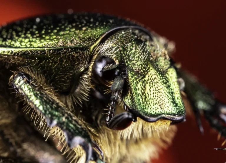 Close-up macro photo of a green metallic beetle with fine hairs and detailed texture on its shell, set against a vibrant red background.