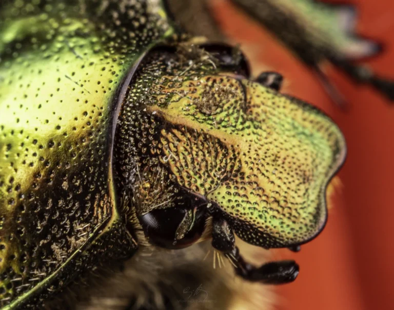 Close-up of a beetle&rsquo;s head and thorax, showing shiny green and gold iridescent textures and detailed patterns on its exoskeleton, with a blurred red background.