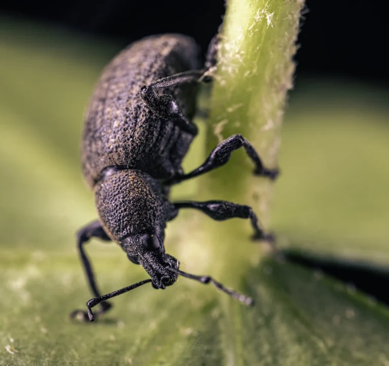 Close-up of a dark brown weevil with a textured body and long snout climbing on a green plant stem, with a blurred green background.