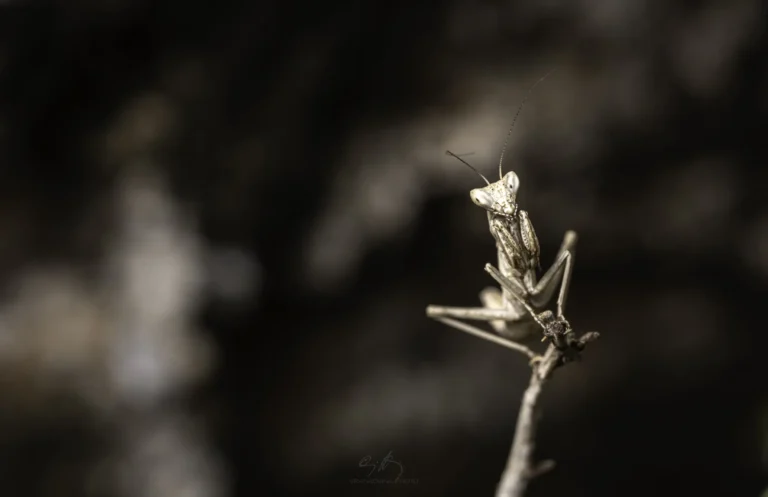 A close-up of a brown praying mantis perched on the end of a thin branch, with a blurred, dark background. The mantis is facing the camera, showing its triangular head and long antennae.