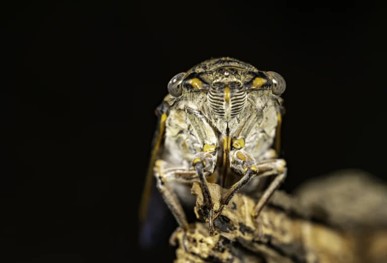 Close-up view of a cicada perched on a branch, facing the camera. The image highlights the insect&rsquo;s detailed eyes, antennae, and textured body against a dark background.