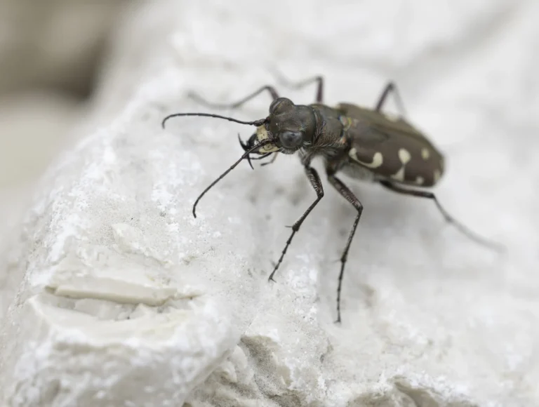 A close-up of a brown beetle with long antennae and spotted markings, standing on a light-colored rock surface.