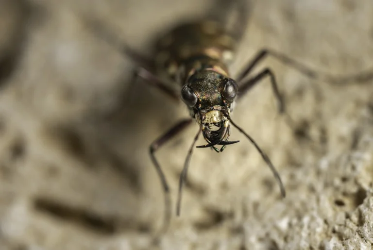 Close-up of a metallic-colored beetle on a rough, light-colored surface, showing its large eyes, slender antennae, and detailed mouthparts in sharp focus.