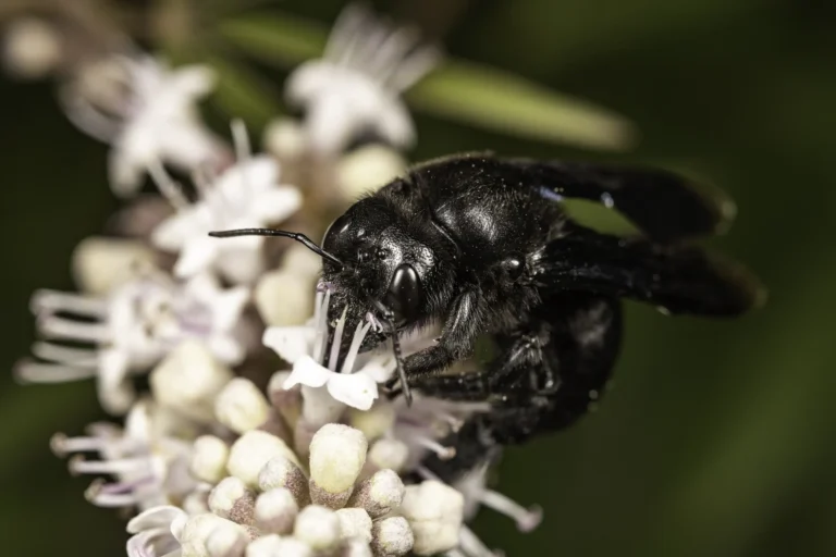 A close-up of a large, shiny black bee collecting nectar from small, pale pink and white flowers, with a blurred green background.
