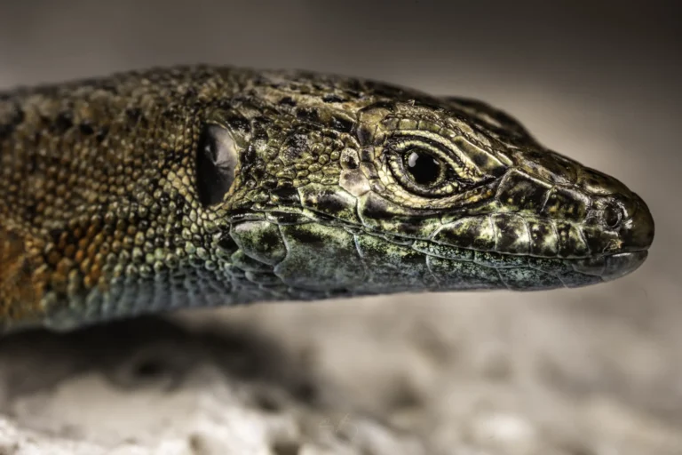 Close-up of a lizard&rsquo;s head showing detailed scales, textured skin, and a clear, dark eye. The background is blurred, highlighting the intricate patterns and colors on the lizard&rsquo;s face.