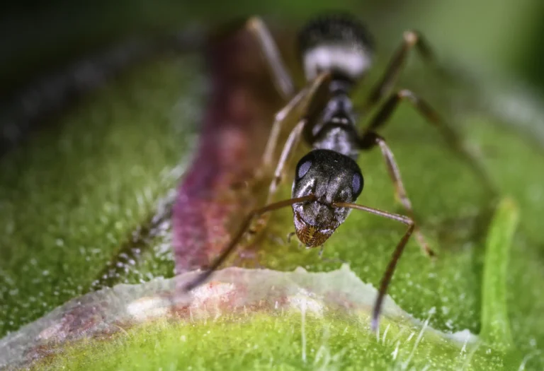 Close-up macro image of a black ant on a green leaf with fine hairs and a reddish vein, showing detailed features of the ant&rsquo;s head and antennae.