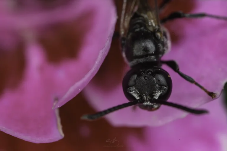 A close-up of a black bee resting on a vibrant pink flower petal, showing the bees detailed head, antennae, and eyes in sharp focus.